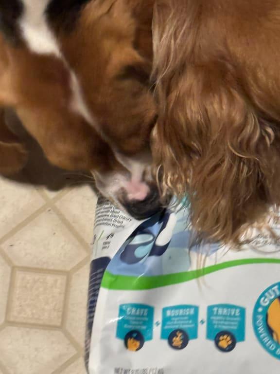 My dogs sniffing the bad of food