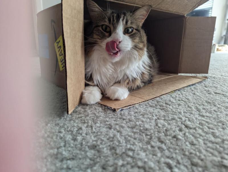 Satisfied and playful