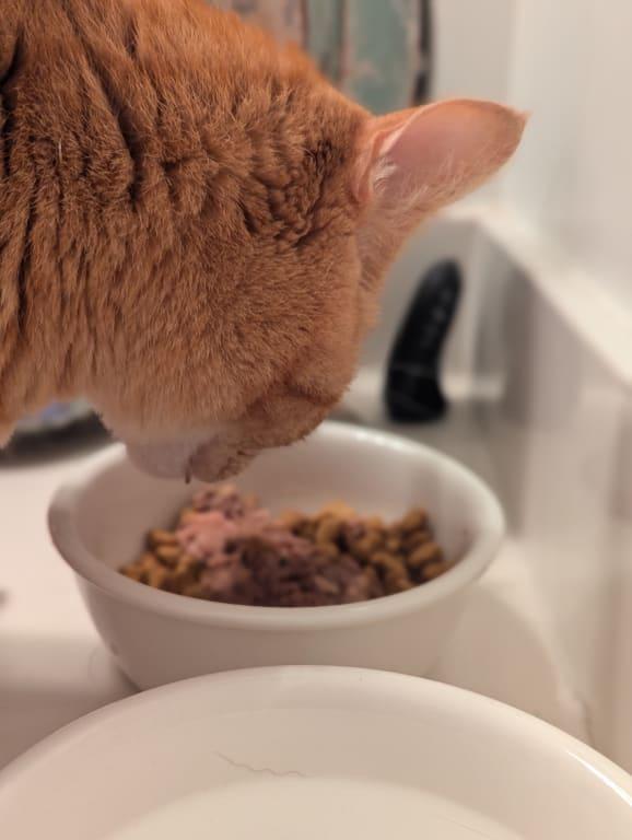 He seemed interested right away and started eating it eagerly.