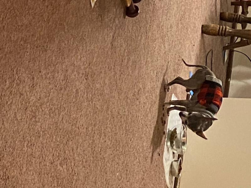 Yes he loves it! Who else's dog eats like this?