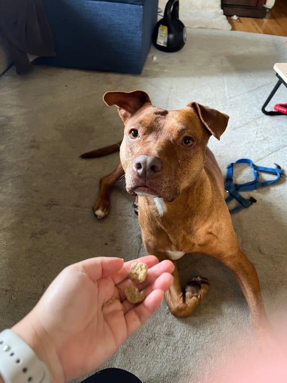 Toppers as training treats for pup