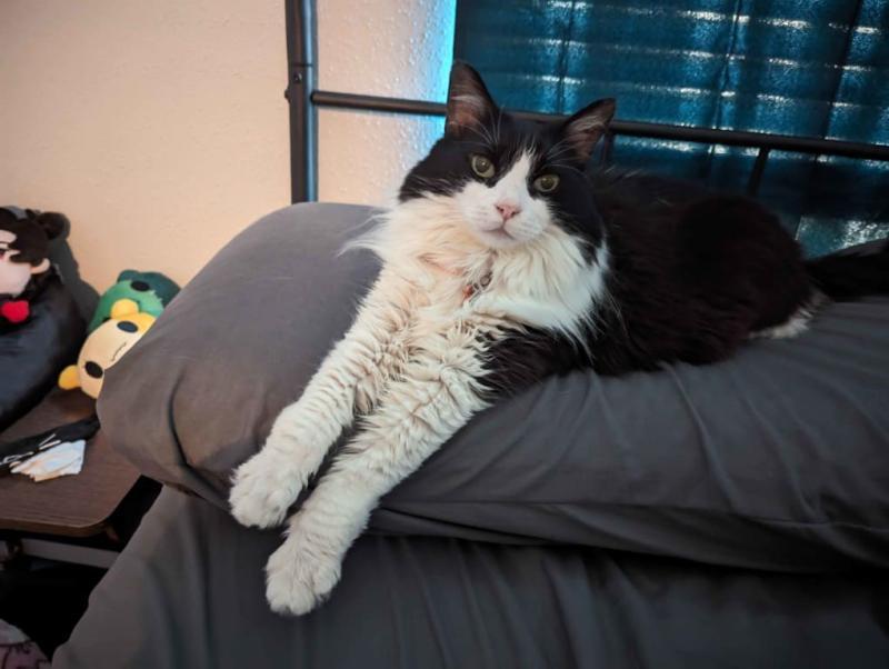 Her Royal Catness Approves
