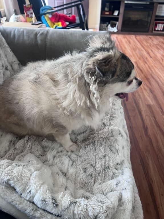 Possum after enjoying her dinner