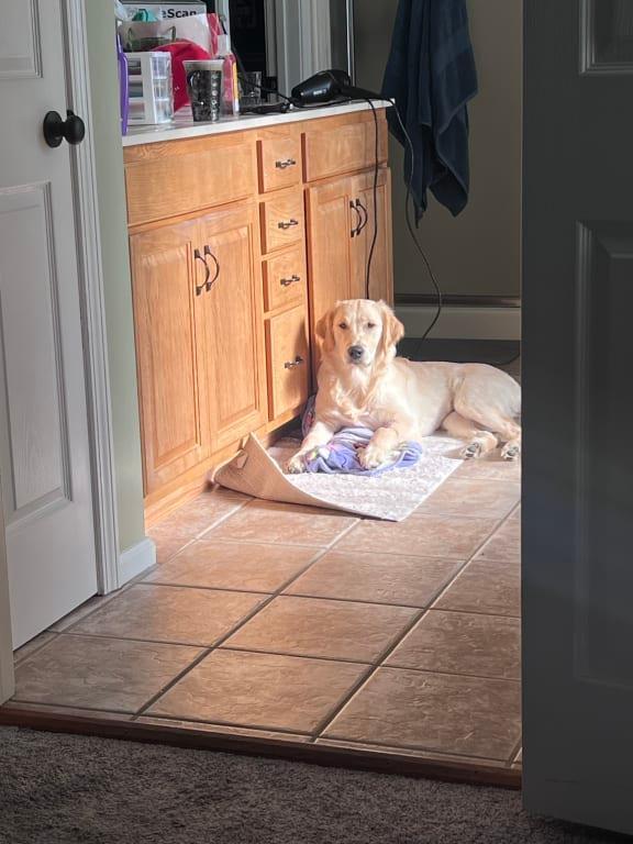 Jill practicing her "stay" so she can be rewarded with Solid Gold treats.