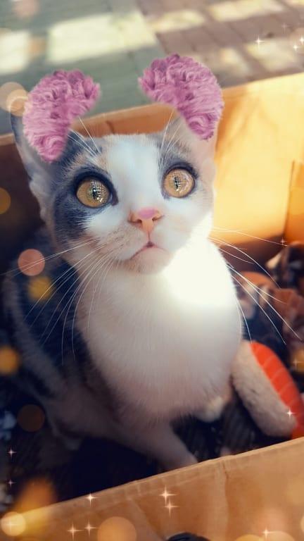 My picky kitty