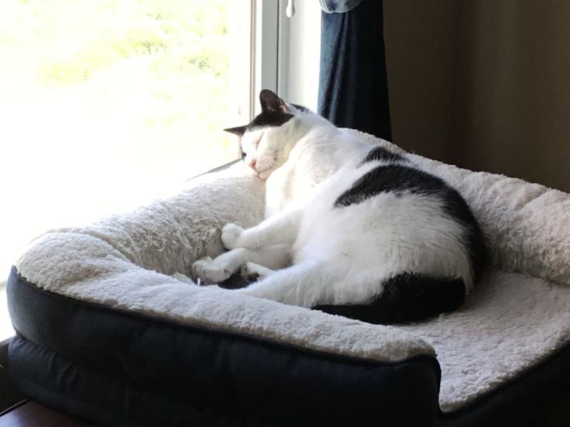 Gracie taking a nap after breakfast