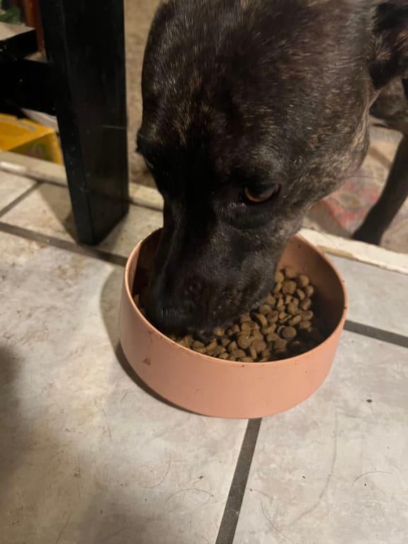 Solid Gold Nutrientboost Barking At The Moon Beef Dry Dog Food, 3.75