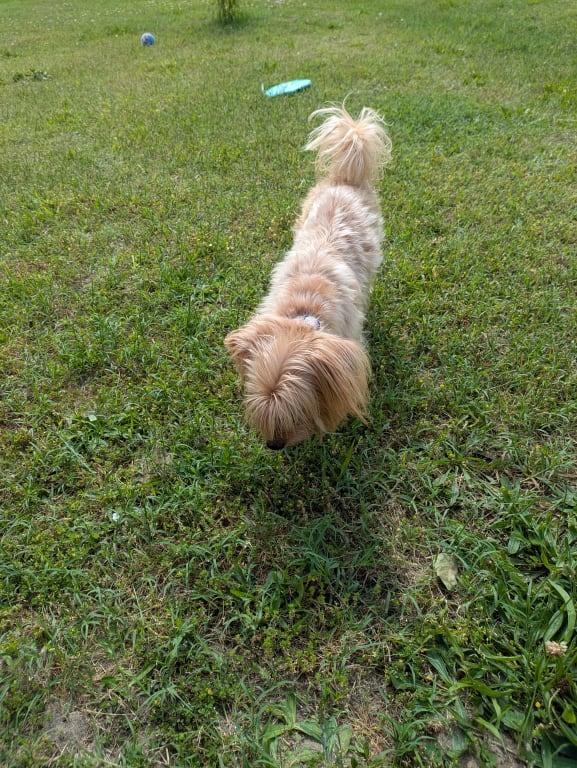 Chorkie