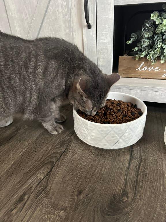 Solid Gold Nutrientboost Love At First Bark Chicken Grain & Gluten Free Dry Dog Food, 3.75 lbs