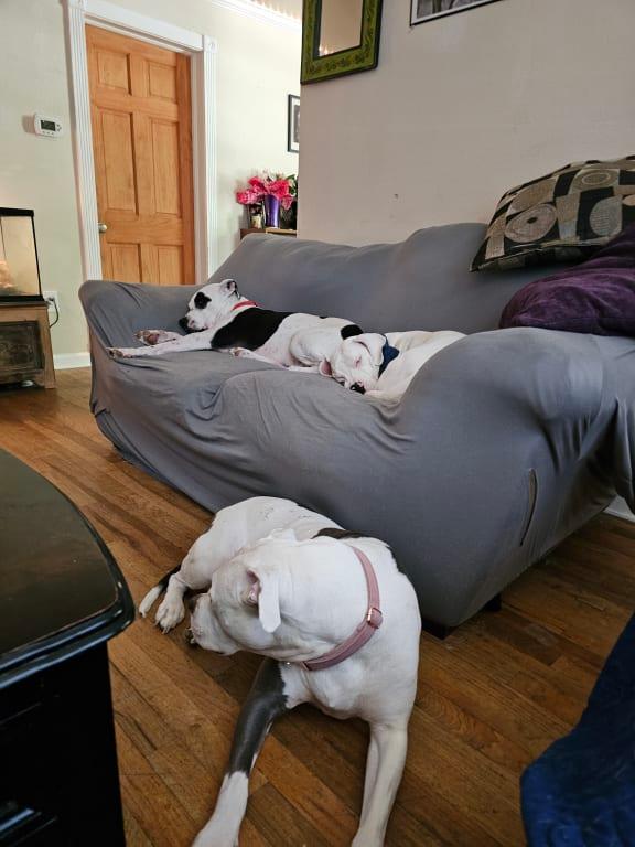 Sleepy dogs