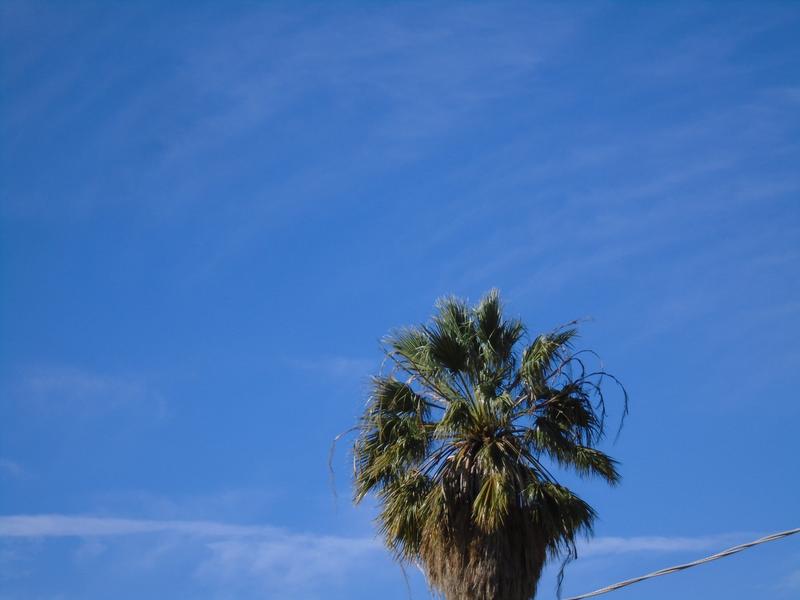 optical zoom of a palm tree