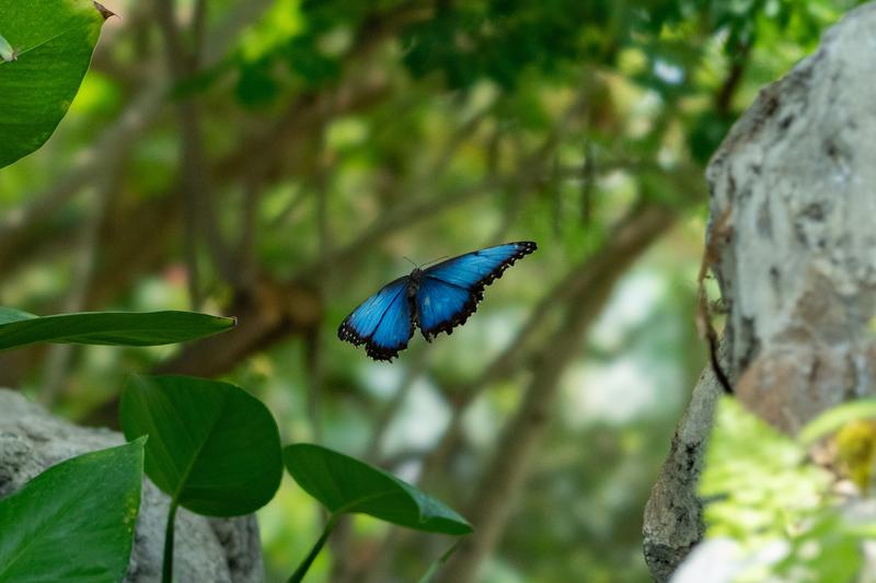 Blue Morpho Butterfly