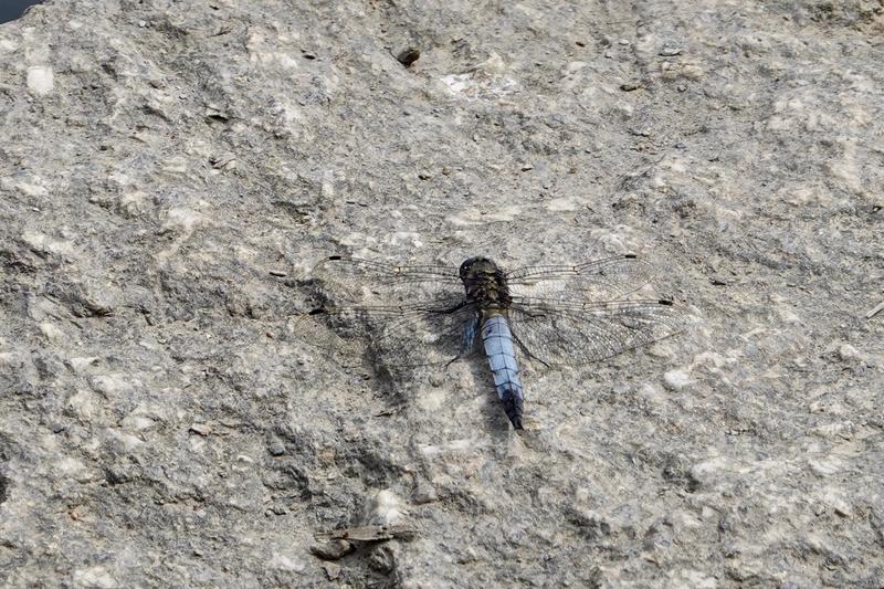 Customer photo 6 of 6. Click to open full size image.