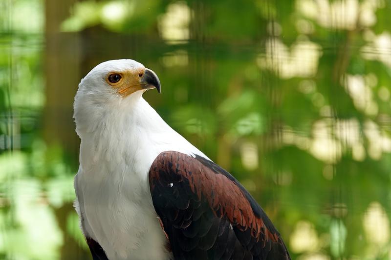 African Fish Eagle