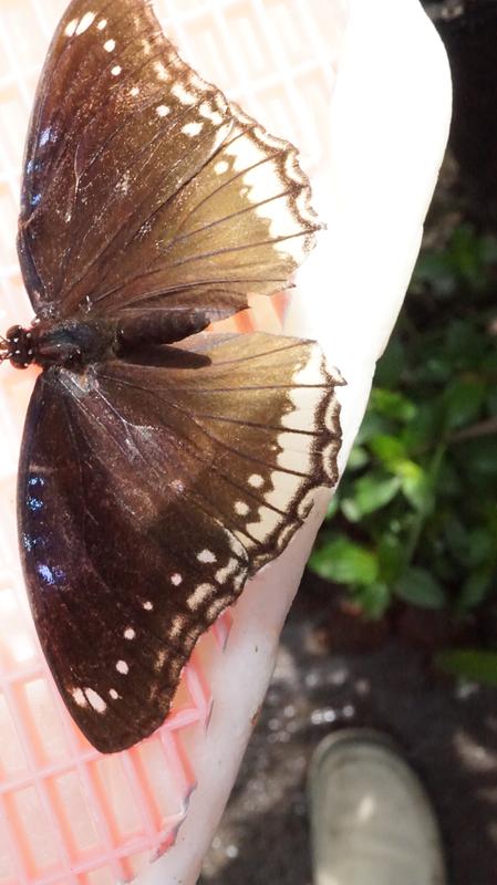 Butterfly in Singapore Zoo