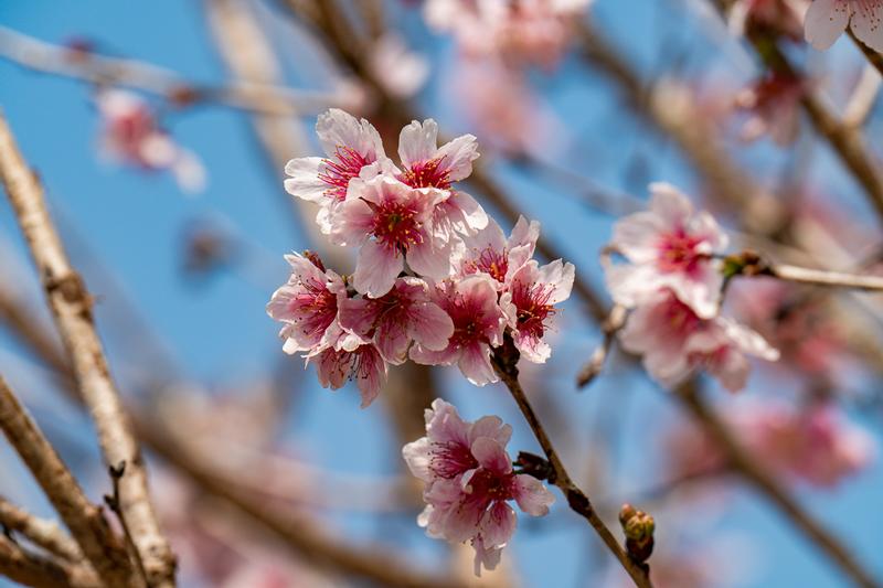 Sea of  Sakura