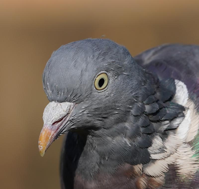 Customer photo 3 of 6. Click to open full size image.