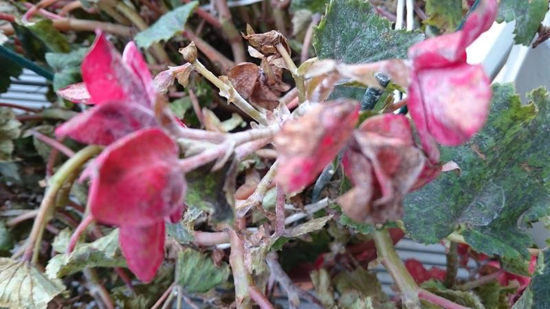 see nuclear poison on my flower by London police at 25/09/2015