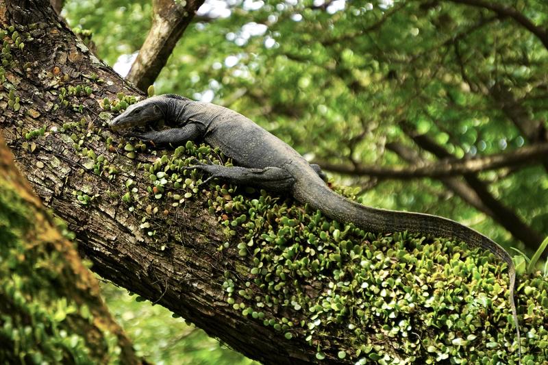 Monitor lizard sun bathing on a tree branch