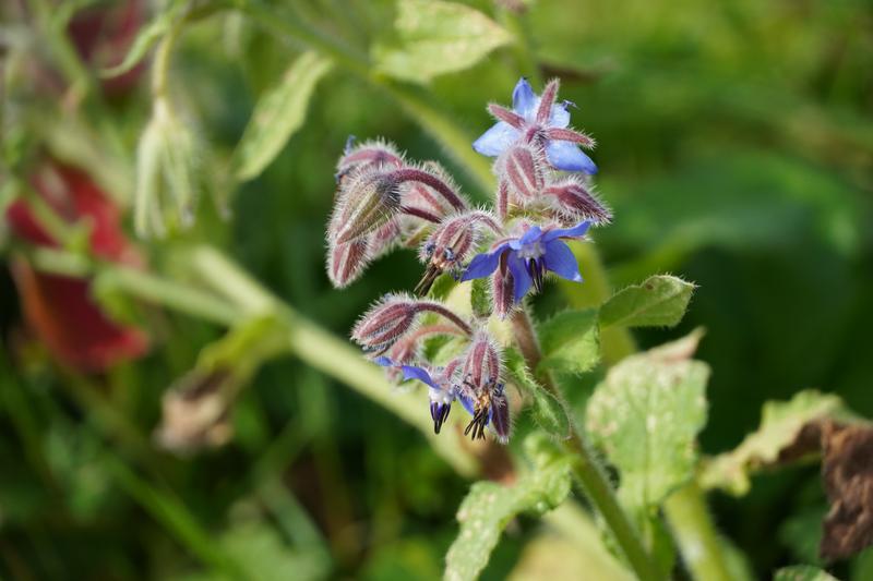 Borage!