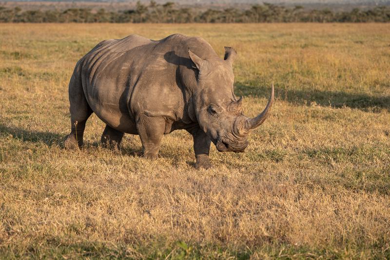 Southern White Rhino