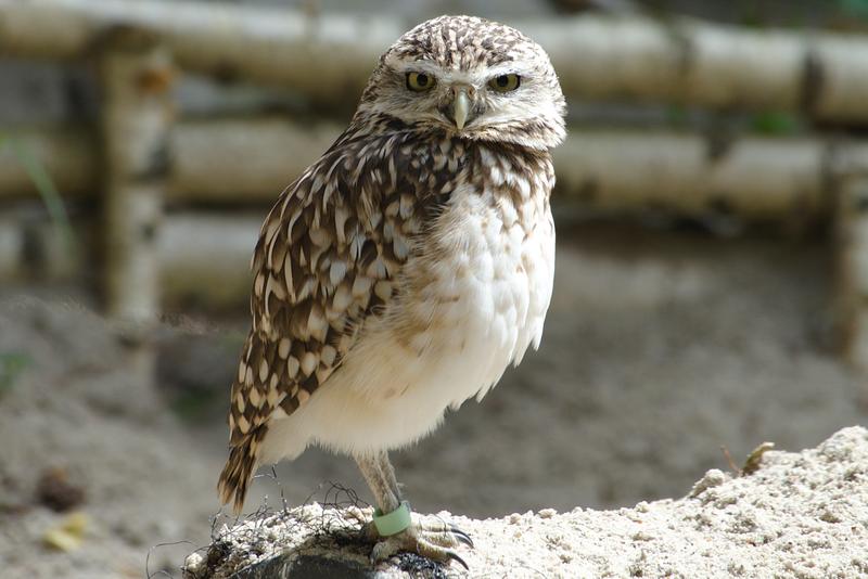 Burrowing Owl