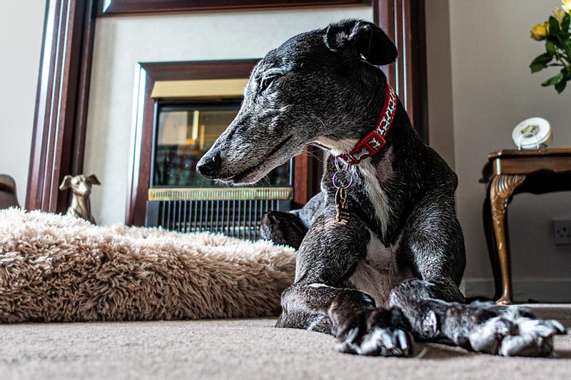 A Magnificent Greyhound