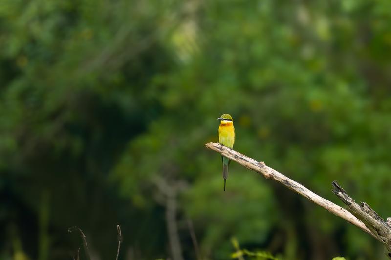 Among the pictures I managed to capture