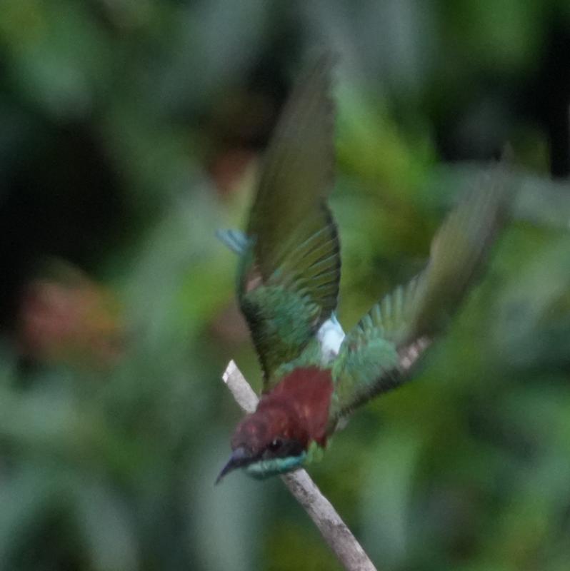 Bee beater in Flight