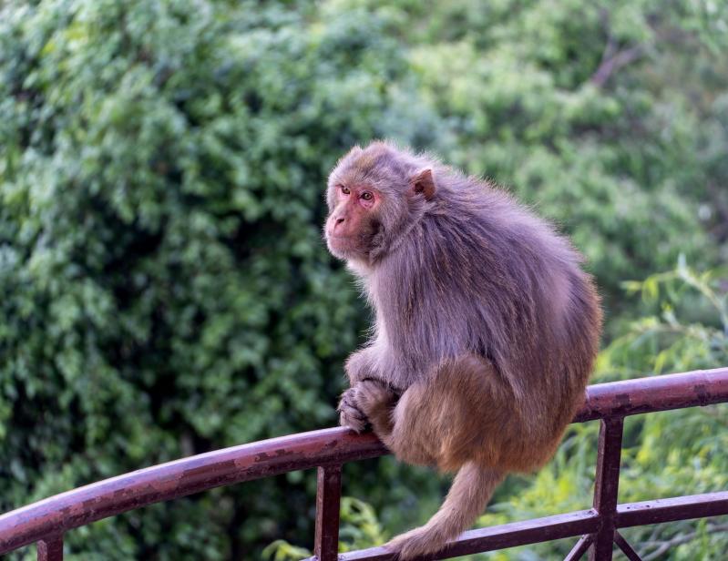 Monkey became pink, in spite of repeated changes in features.