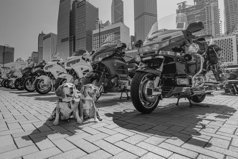 Puppies enjoying bike show