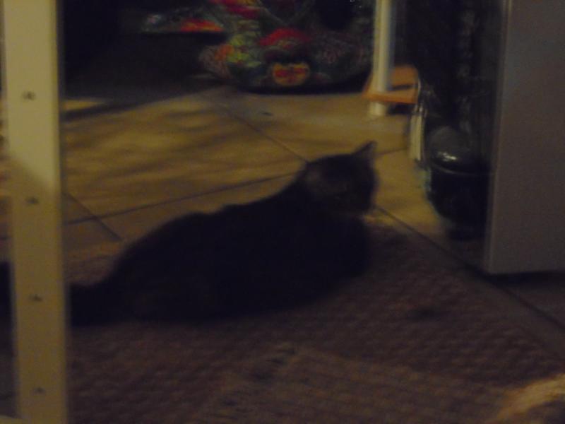 Best I could do without bracing the camera. First time this feral came out of hiding.