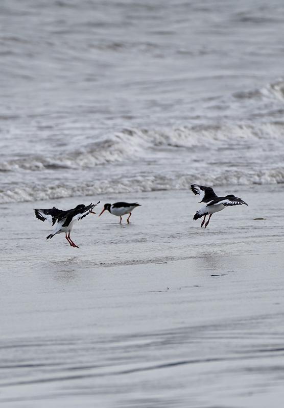 Wildlife photography