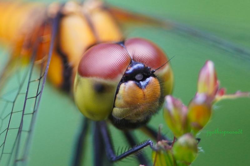 Macro- Dragonfly...Lens is not sony, it's 7artisan