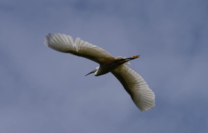 Little Egret flying