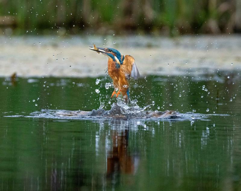 pin sharp and with lots of other distractions