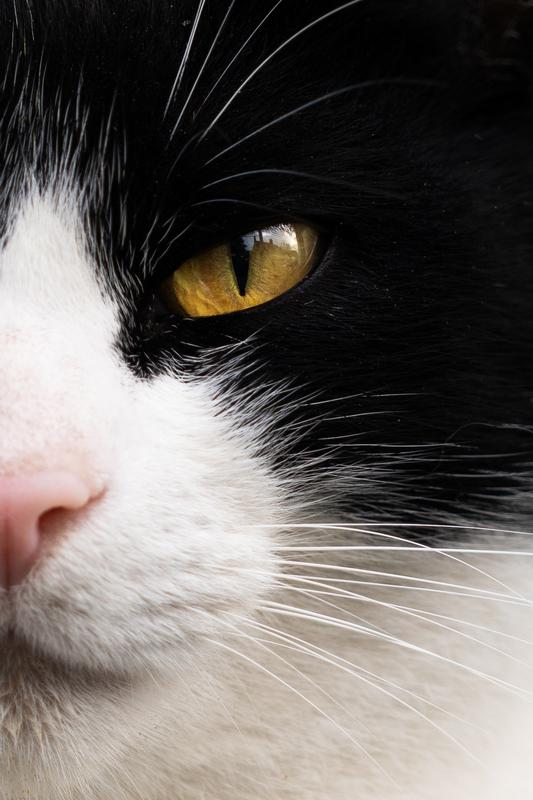 Shot on A7RV and cropped heavily!