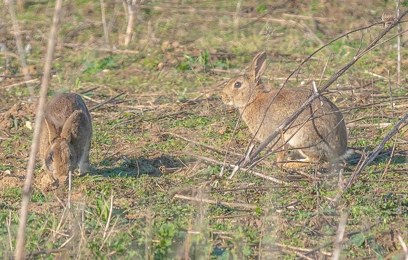RUN RABBIT RUN