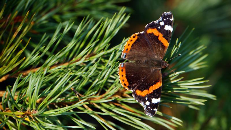 Also good lense for Macro shots.