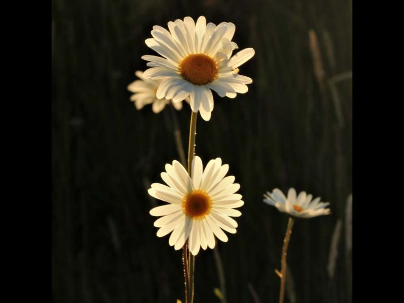 Customer photo 6 of 6. Click to open full size image.