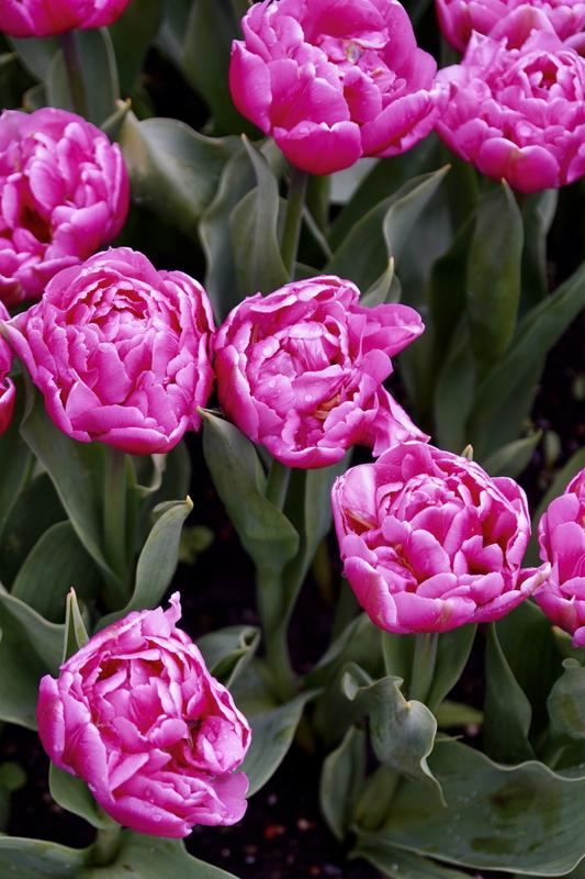 Tulips at RHS Wisley