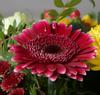 SONY OSS FE 24-240mm f/3.5-6.3 (SEL24240.SYX)
