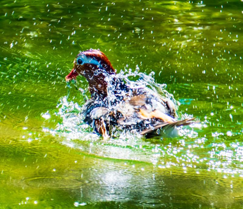 Mandarin Shower