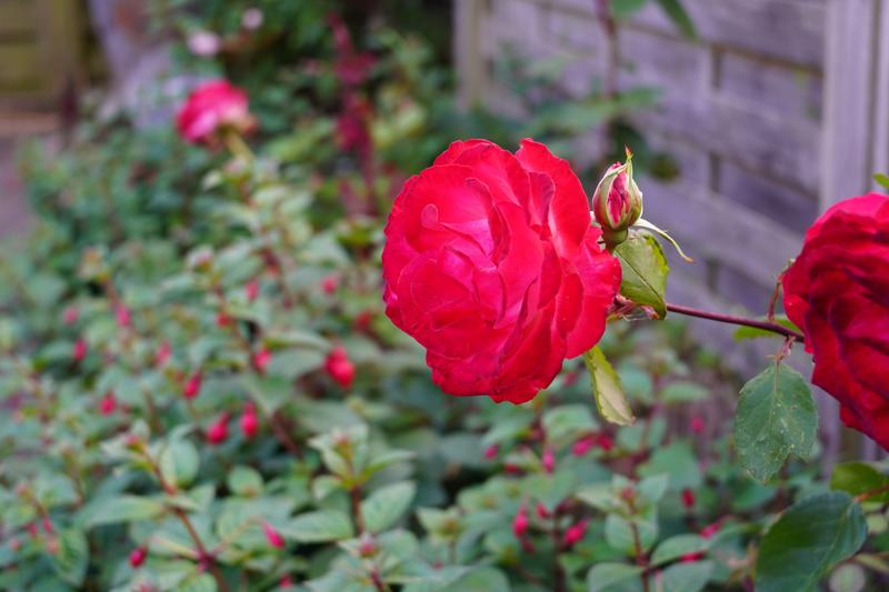 Customer photo 2 of 4. Click to open full size image.