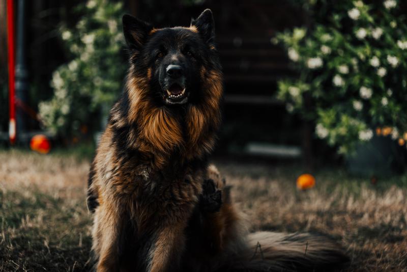Odin the German Shepherd