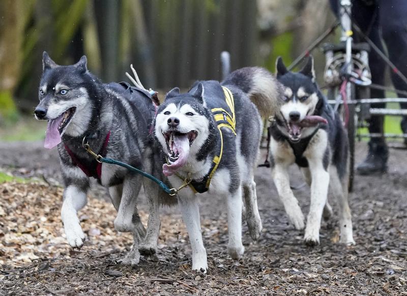 Huskies on the Trail.