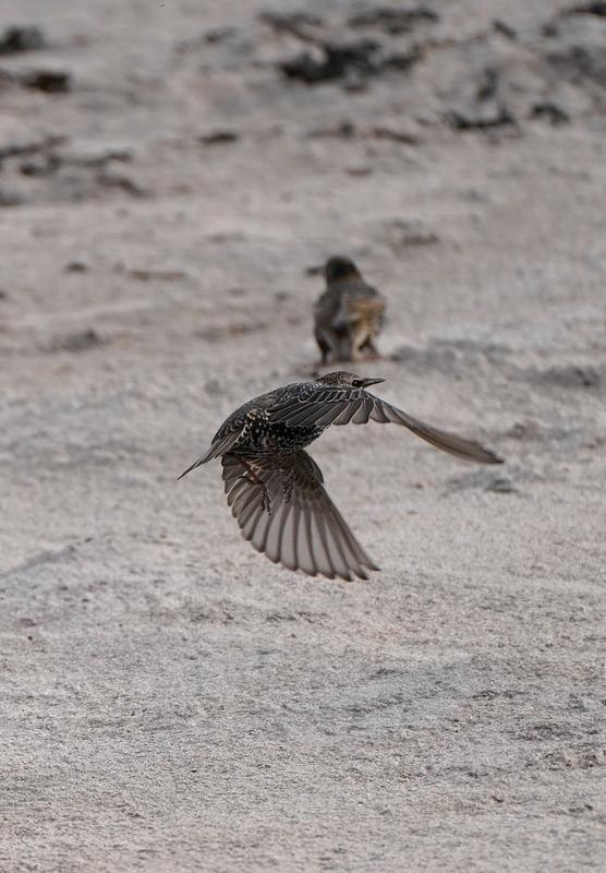 Wildlife photography