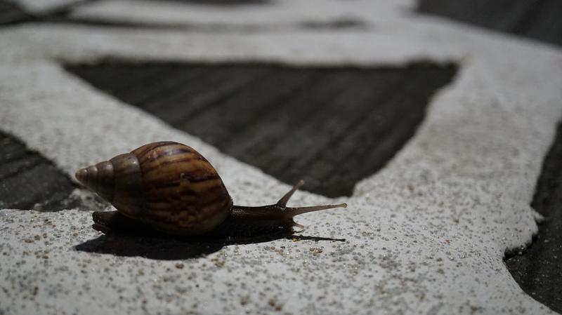 Snail on pavement midnight