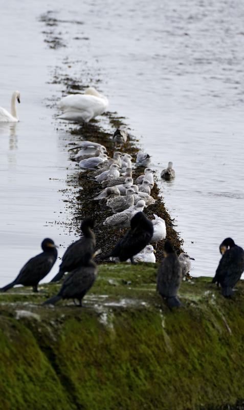 Wildlife photography