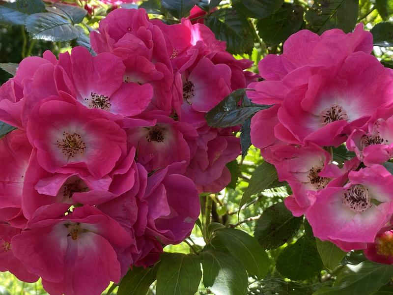 Customer photo 4 of 5. Click to open full size image.